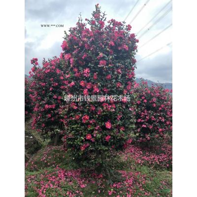 浙江供应10-20公分香泡 精品香泡供应商