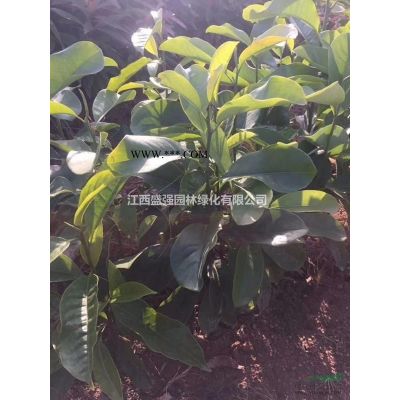 罗汉松小苗80-120公分高，2年罗汉松小苗