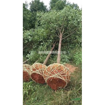 8公分香泡树价格行情怎么样，香泡树基地在哪里