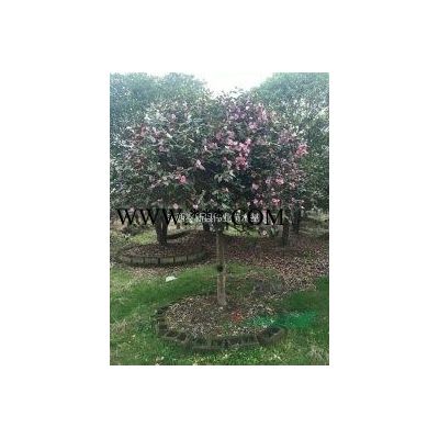 造型罗汉松精品罗汉松树精品造型罗汉松
