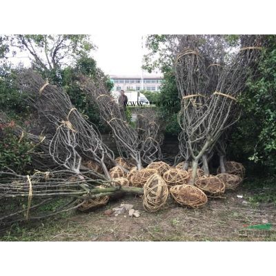 供应香泡