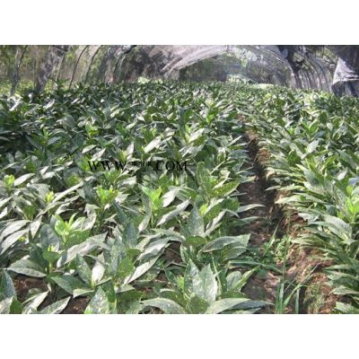 色块罗汉松、深山含笑、无刺构骨球
