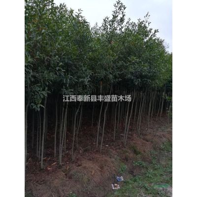 直销3公分4公分5公分6公分7公分8公分9公分10公分罗汉松