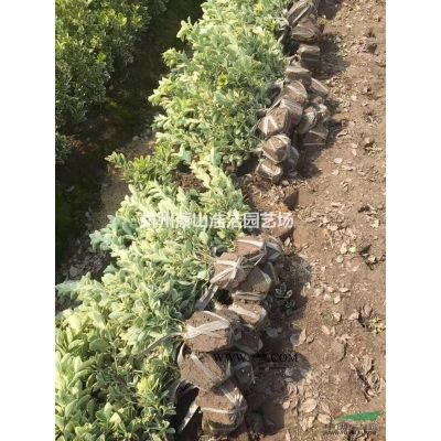 优质香泡、香橼工程苗