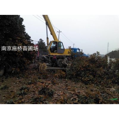3米高龙柏价格
