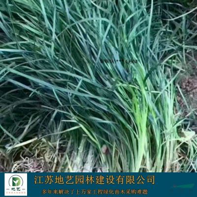 地艺苗圃大量供应棕榈 江苏棕榈基地 江苏棕榈价格