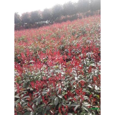 含笑树价格，乐昌含笑价格