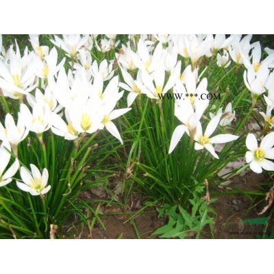棕榈价格/棕榈信息