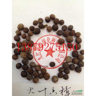九江祥瑞绿化批发供应乐昌含笑5一8公分