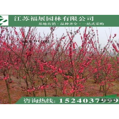 批发红叶石楠球 独杆石楠