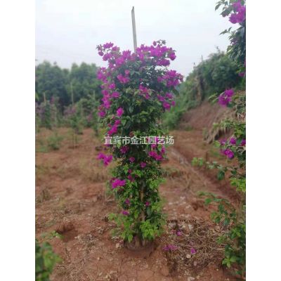 红叶石楠小苗价格  大量批发红叶石楠小苗  高杆红叶石楠米径
