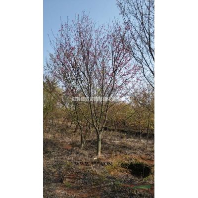 垃圾苗 占地 红叶石楠 江西8、10、12公分价格便宜