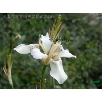 供应绿化苗 红叶石楠 红叶石楠球 独杆红叶石楠 规格*
