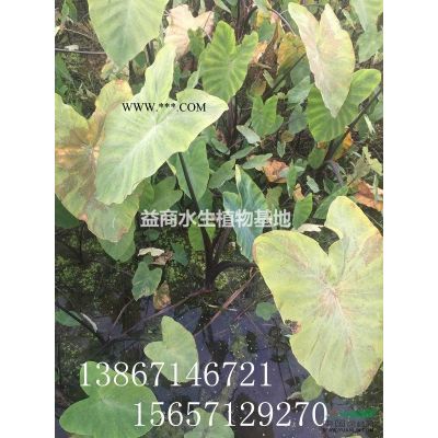 供应红叶石楠杯苗，20W