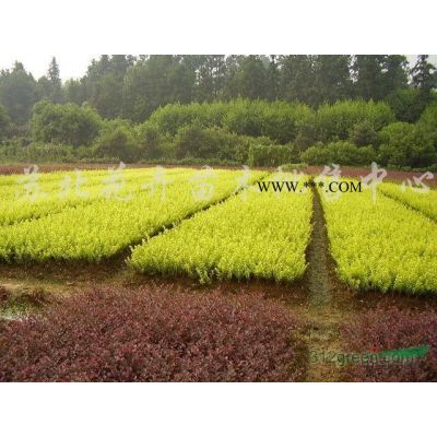 大小规格红叶石楠基地 江苏红叶石楠价格