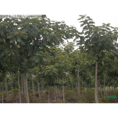 供应罗汉松/广东罗汉松/哪里有罗汉松/哪里的罗汉松便宜