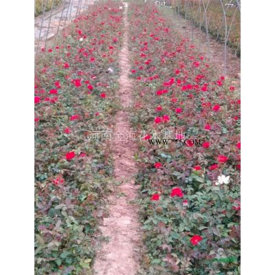 河南许昌鄢陵大量供应龙柏