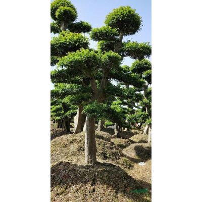 这是今天从基地实拍的香泡图片 湖南香泡价格便宜 如果需要大量