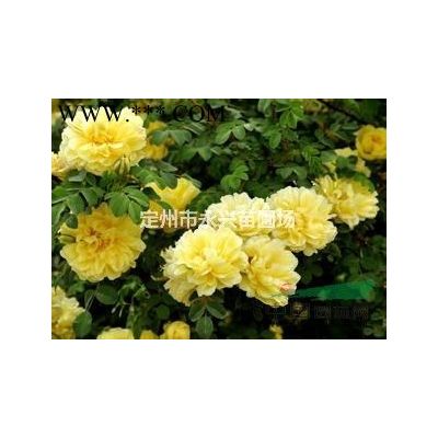 小龙柏价格，小龙柏厂家，小龙柏种植基地