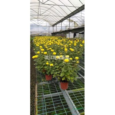 六盘水罗汉松种植基地