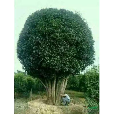 供：造型罗汉松