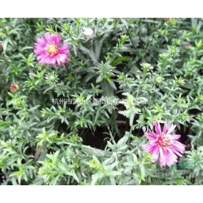 供应石榴与香泡规格10--22公分