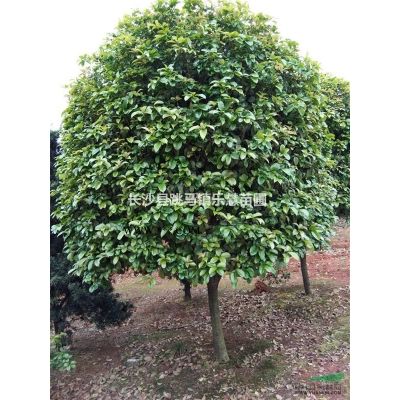 湖南香泡，湖南香泡树图片、价额