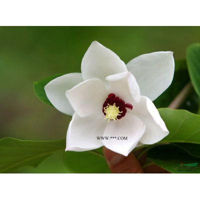 大叶女贞.桂花.紫叶李.速生法桐.龙柏球等3000品种供应