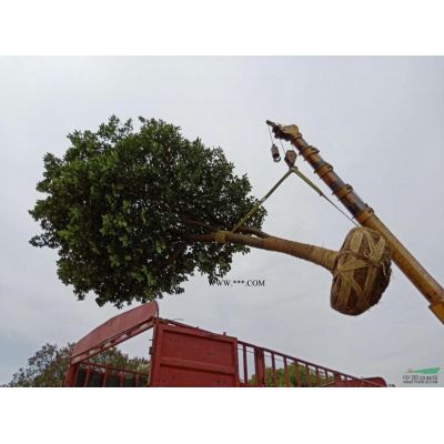 直升龙柏D16-20cm