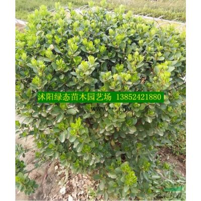 江苏35公小龙柏价格，高度40公分小龙柏价格，小龙柏小苗价格