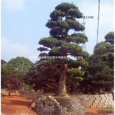 湖南精品球类价格罗汉松球红继木球红叶石楠球乐昌含笑球价格