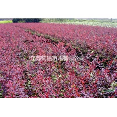 江苏棕榈棕榈价格_棕榈行情报价/棕榈价格_棕榈基地图片展示