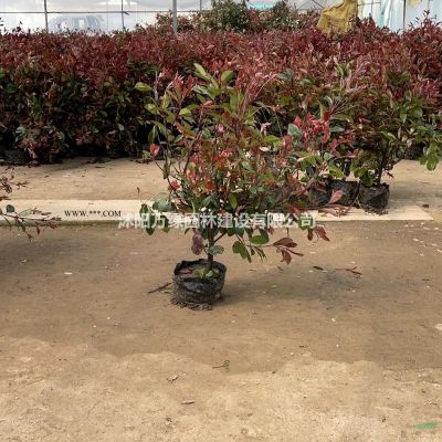 万绿园林棕榈价格_棕榈基地_棕榈产地_棕榈绿化苗木苗圃基地