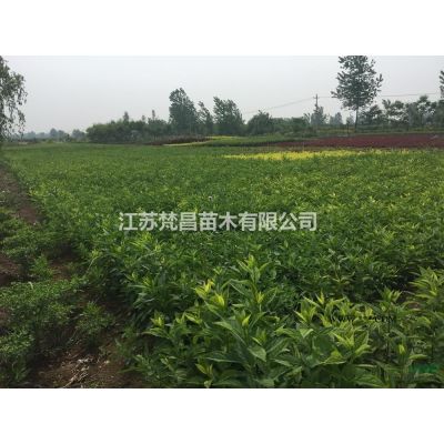 江苏高杆红叶石楠 独杆红叶石楠哪里好/哪家便宜