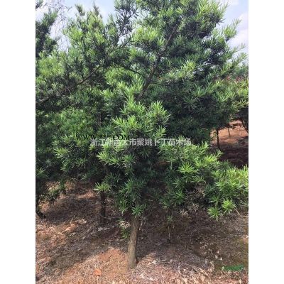 供4米高棕榈树。量大，质优，价廉