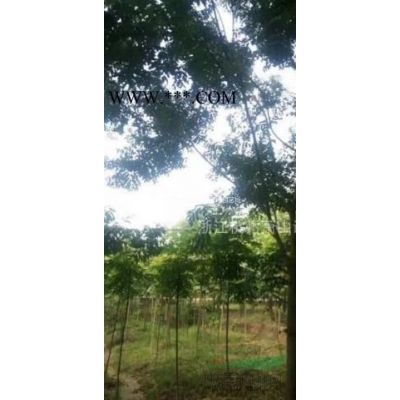 浙江地区供应20公分垂柳、杨柳、棕榈树