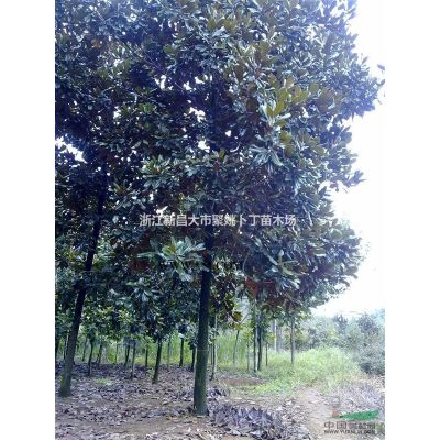 供应独杆红叶石楠