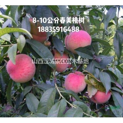 连翘苗基地，药用连翘苗，高产连翘苗图3
