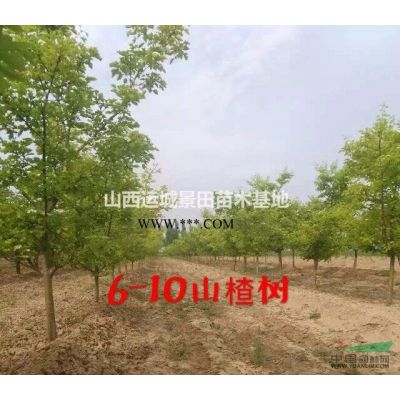连翘苗基地，药用连翘苗，高产连翘苗图2