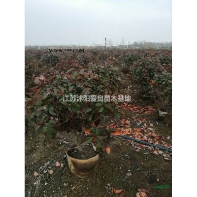 江苏红叶石楠球：红叶石楠球：中桶石楠球，