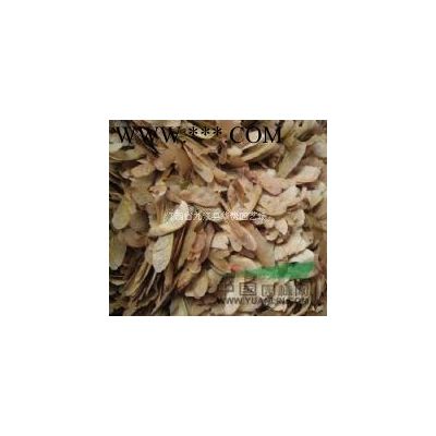 专供2-6公分红叶石楠，红叶石楠小苗基地，一年生红叶石楠小苗