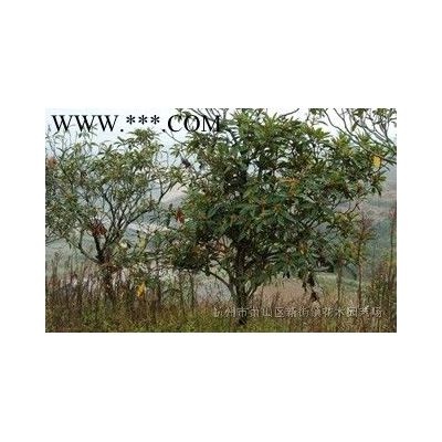 供应各规格红叶石楠