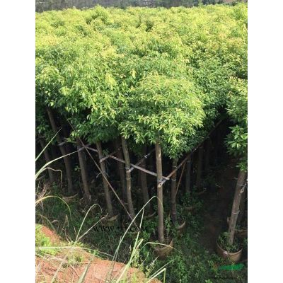 福建漳州供应红叶石楠 红叶石楠球图片报价