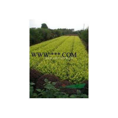 江苏常州本地【大杯苗】基地批发，红叶石楠，金森女贞，南天竹等