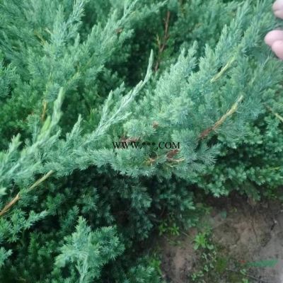 江苏精品红叶石楠球，精品江苏红叶石楠球批发，本基地有各种规格