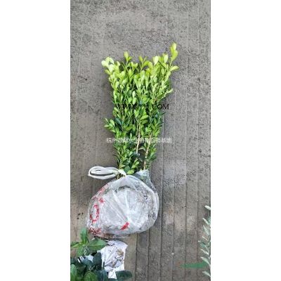 红叶石楠地栽苗小杯苗小毛球