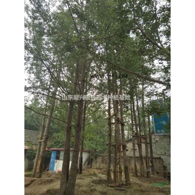 7-10公分高杆石楠/山东高杆石楠供应/山东高杆石楠价格