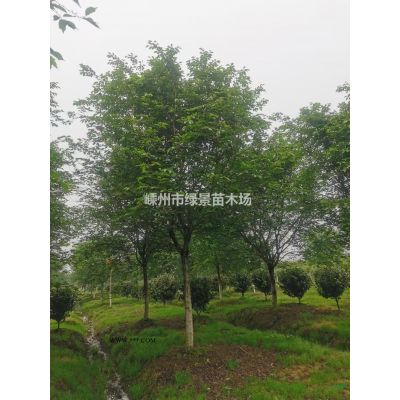 独干红叶石楠