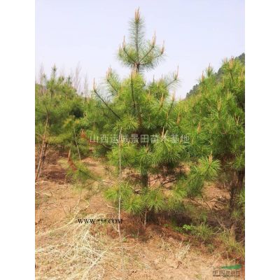 山西地区供应米径8-10公分银杏树·地区8公分占地银杏树价格图3