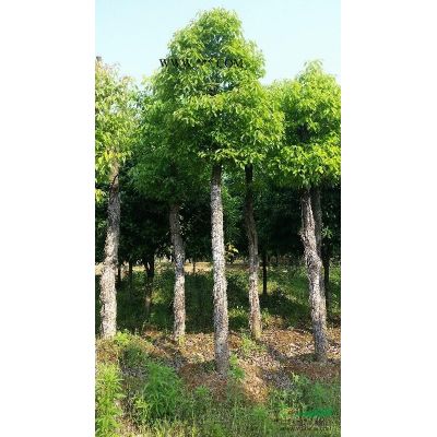 湖南造型紫薇价格、丛生紫薇价格、紫薇桩价格